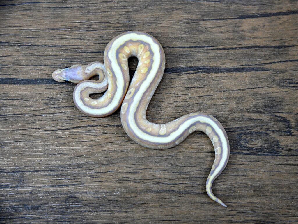 A unique ball python with striking coloration
