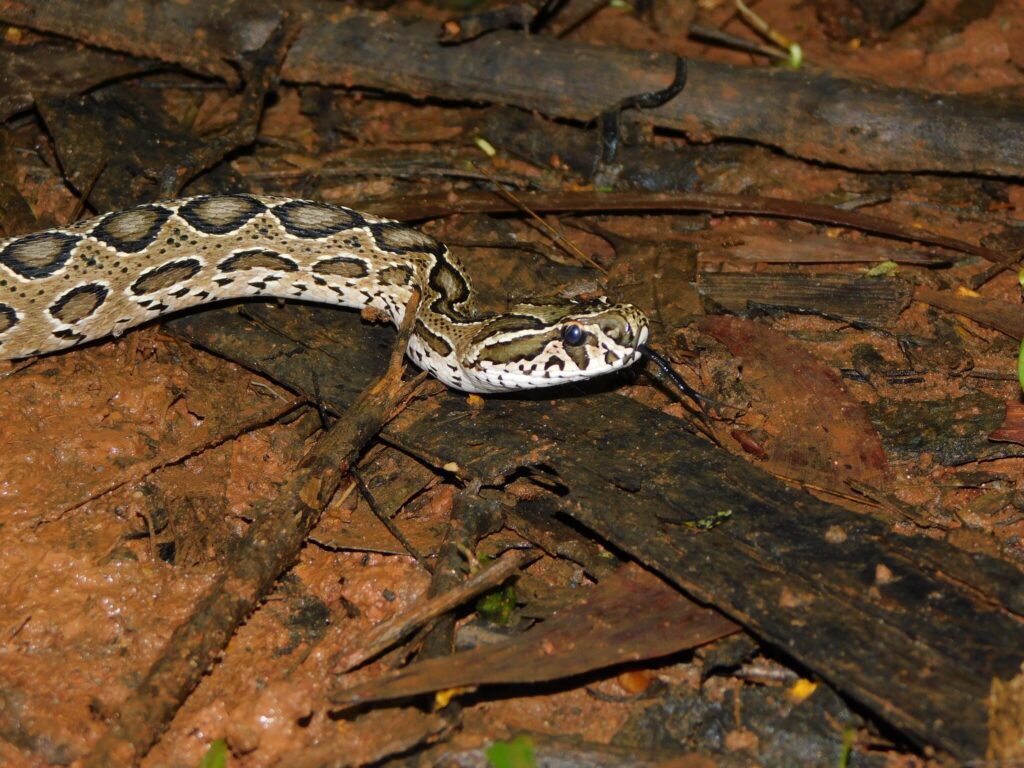 Russell's Viper (Daboia russelii)