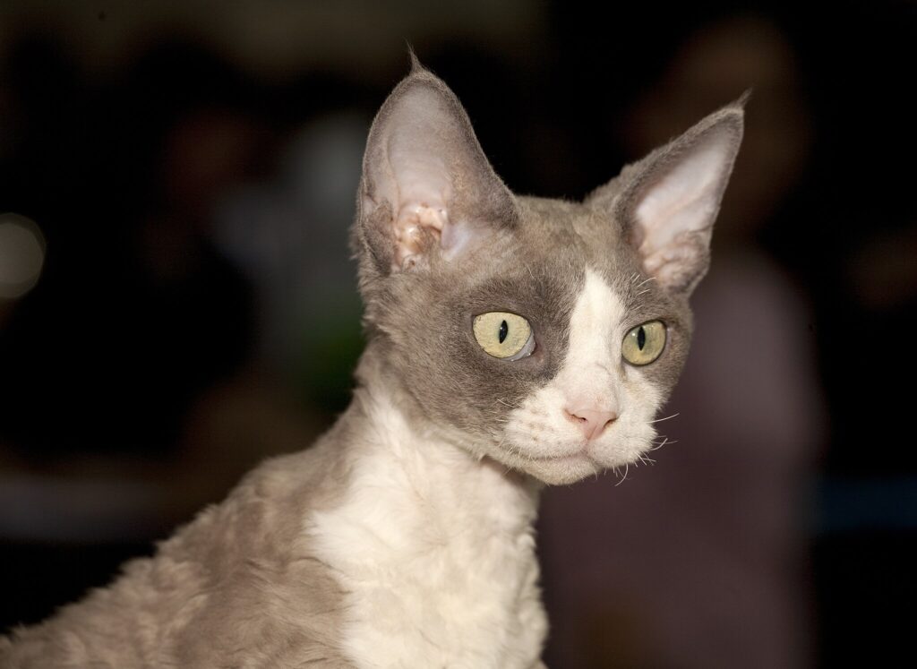 A Devon rex cat