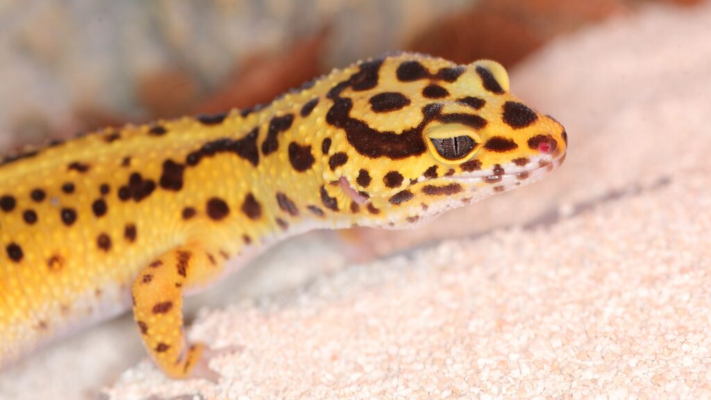 leopard gecko