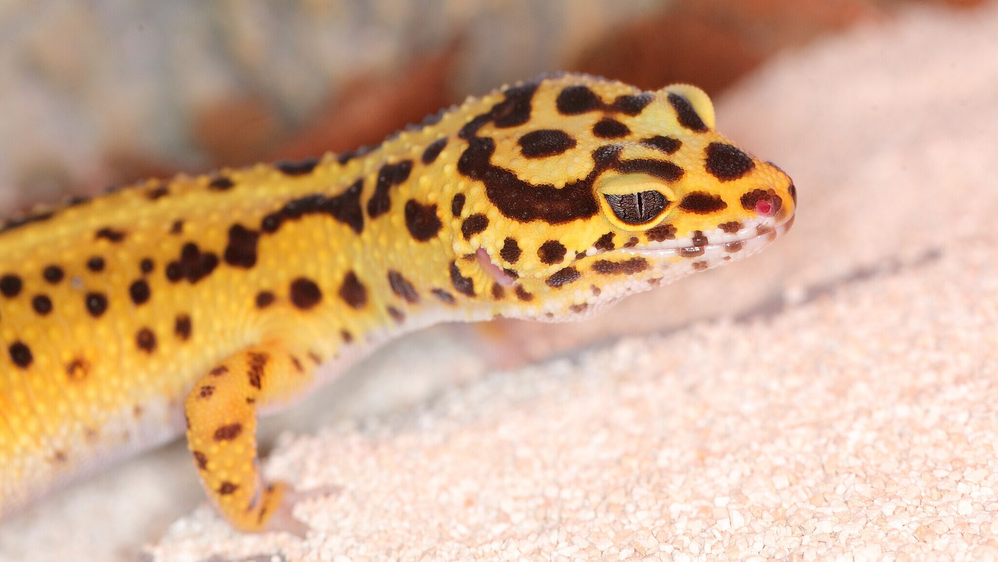 leopard gecko