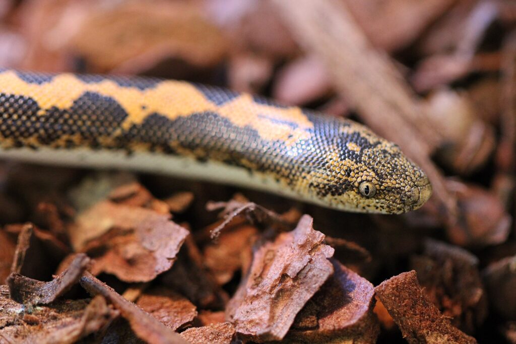 Kenyan sand boa