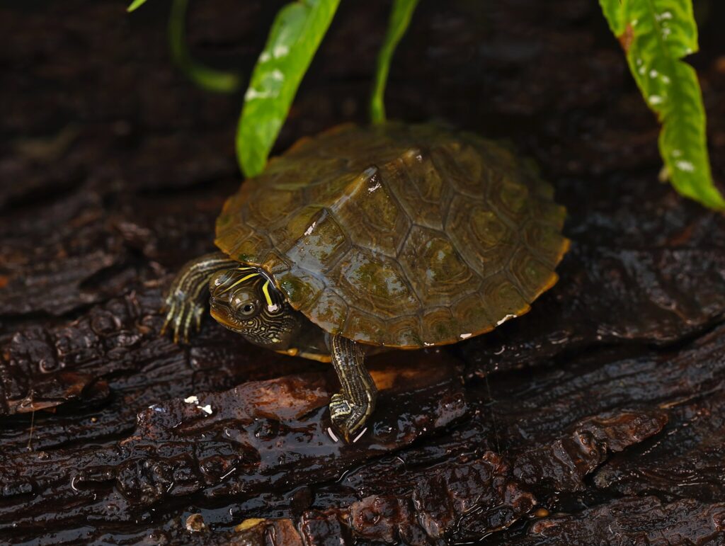 A Mississippi Map Turtle on log