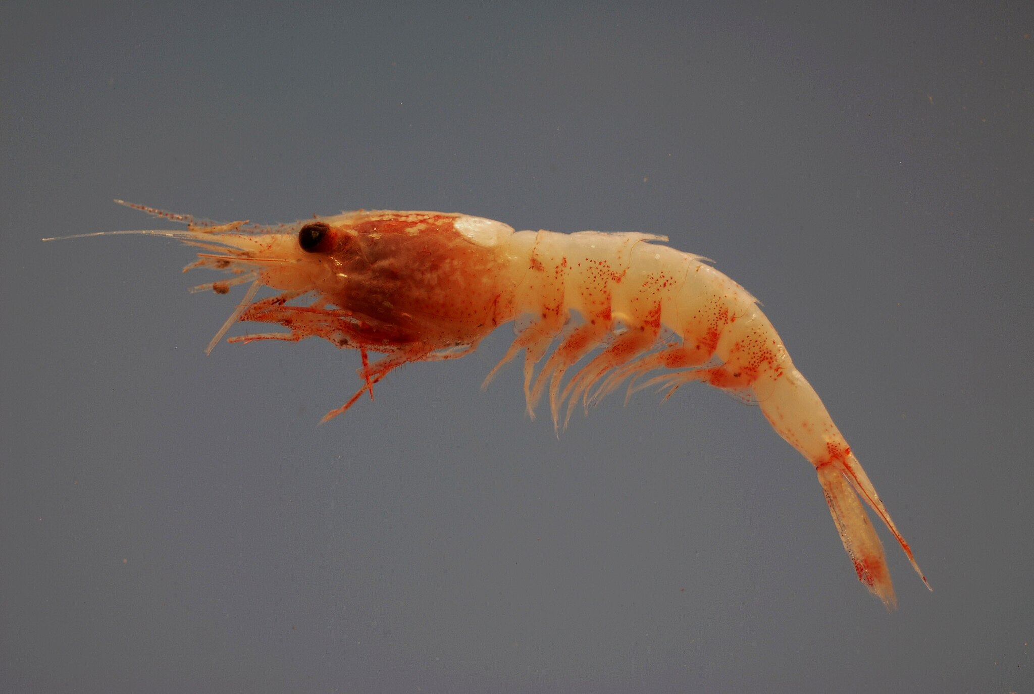 Bioluminescent Shrimp