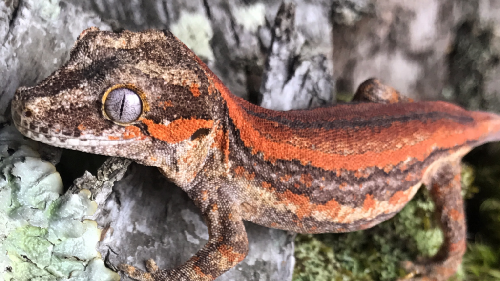 Gargoyle gecko perched in its enclosure