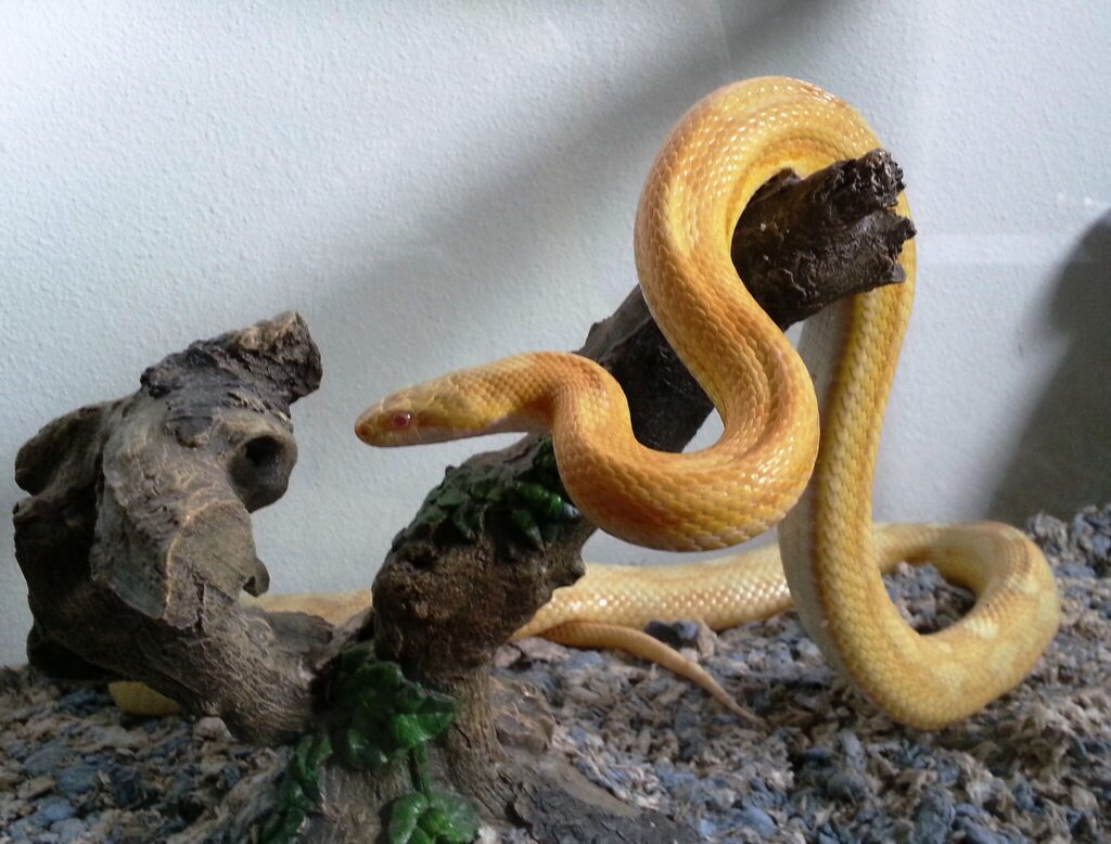 corn snake on branch