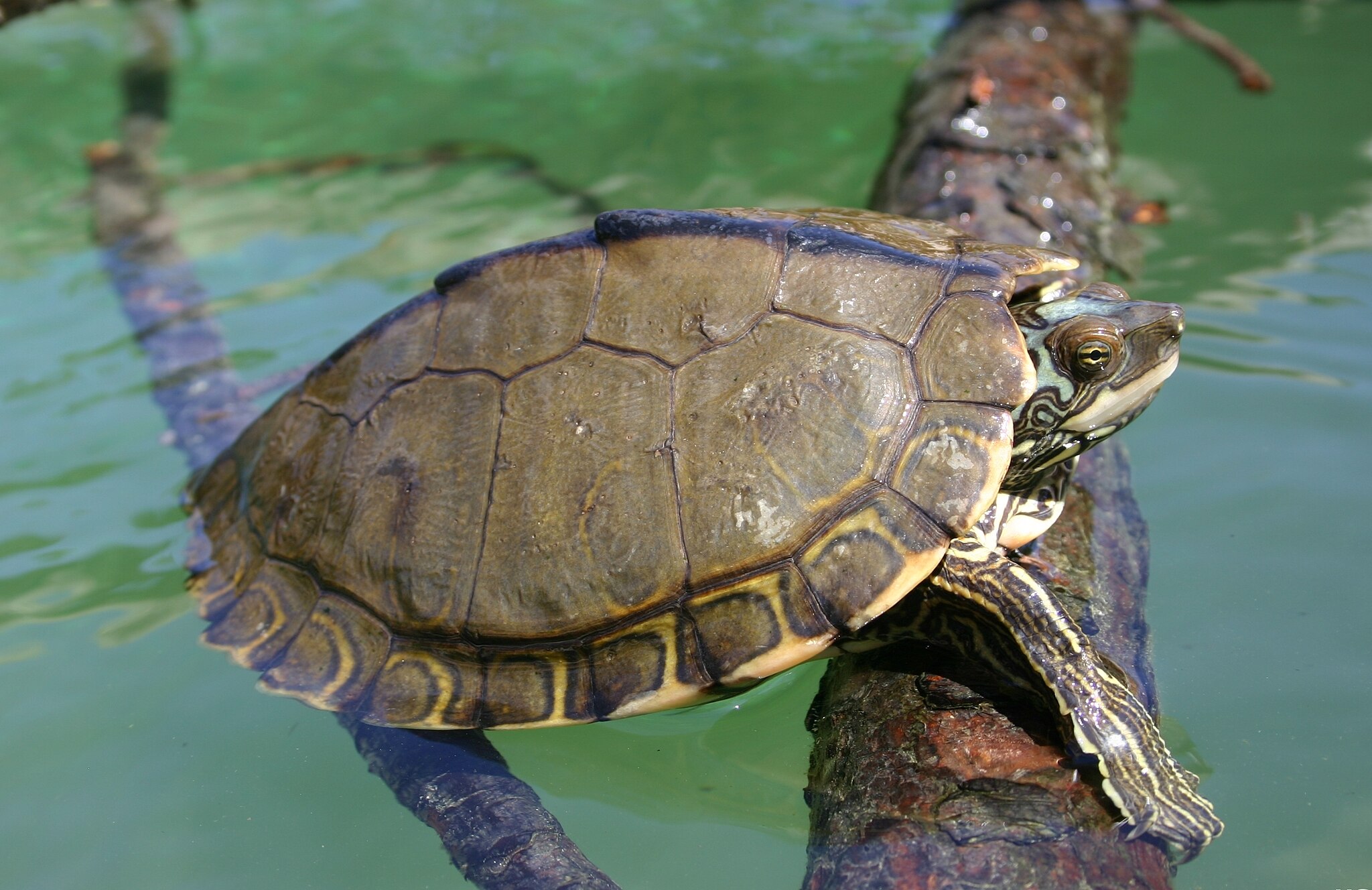 Mississippi Map Turtle on a log in a pond