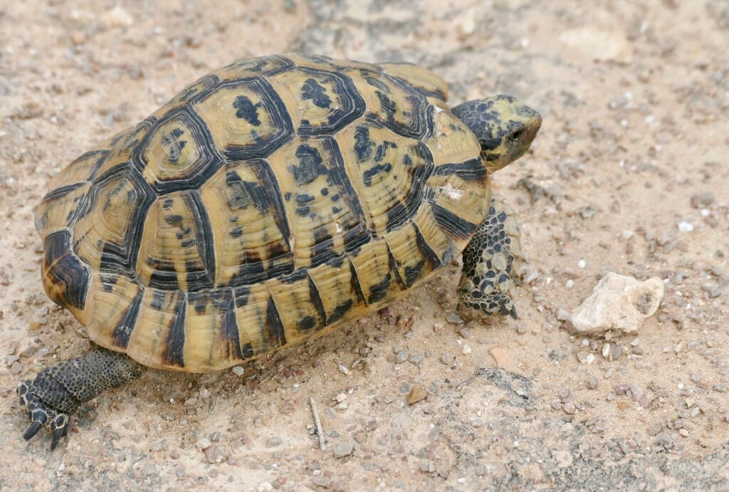 Greek Tortoise