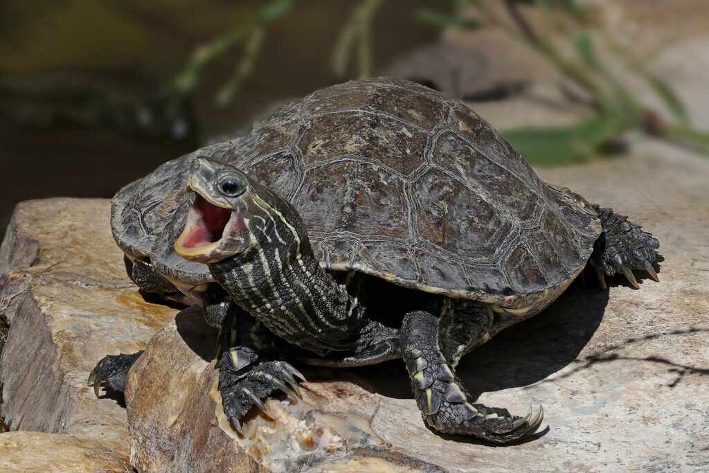 Mississippi Map Turtle with its mouth open