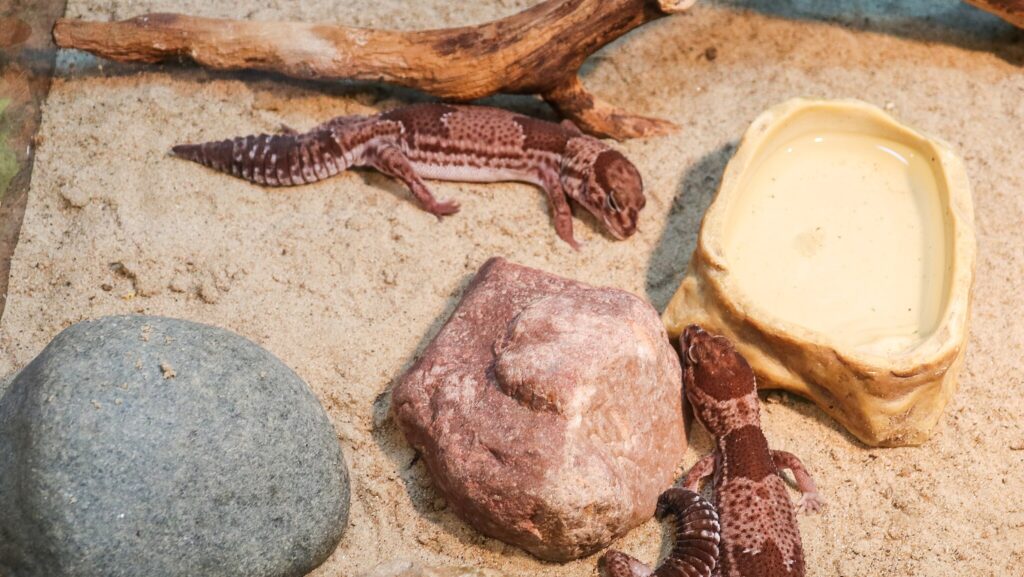 African fat tailed geckos