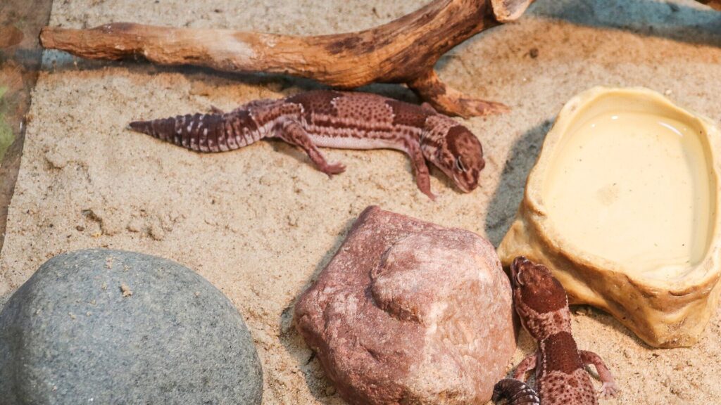 African Fat-Tailed Geckos with in their enclosure.