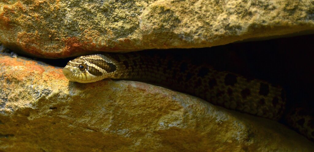 A snake in its hide