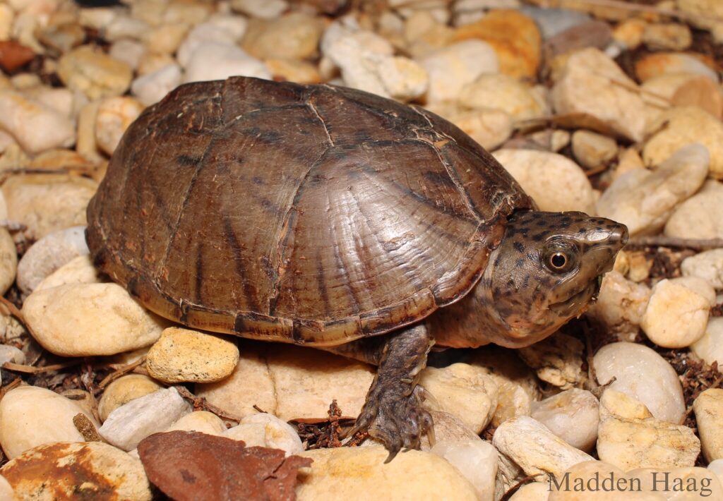musk turtle
