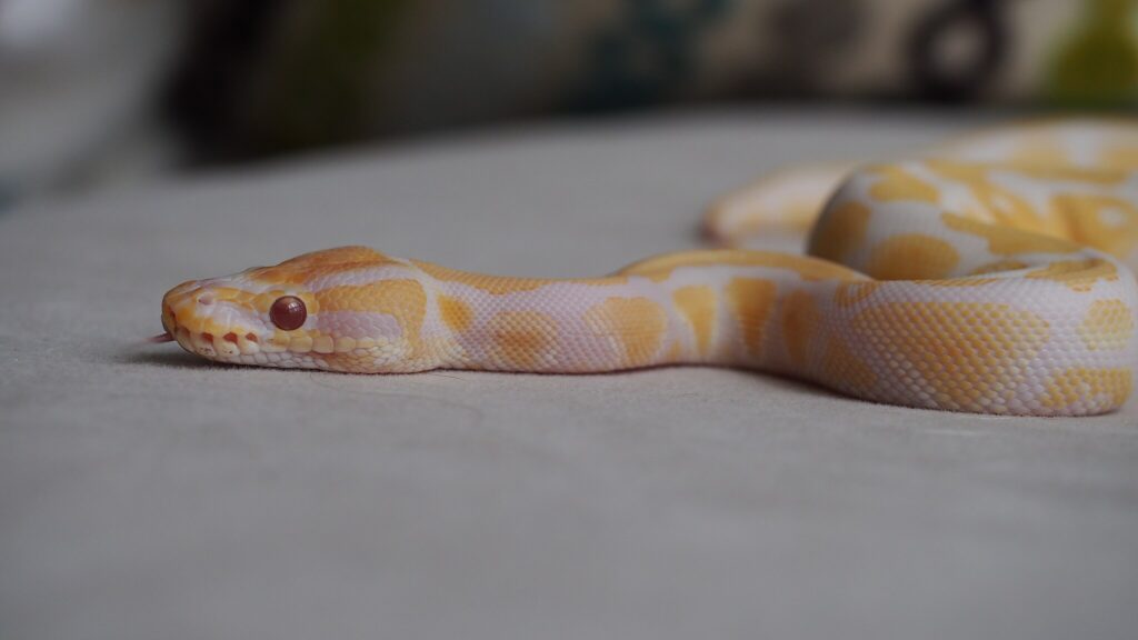 An albino lavender ball python on a white surface