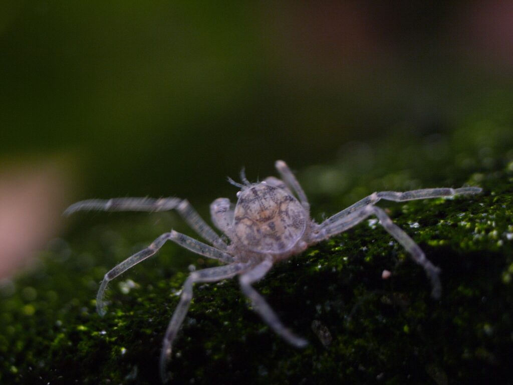 Limnopilos naiyanetri or Thai micro crab