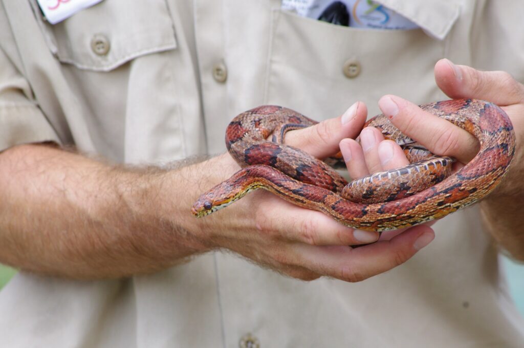 A corn snake being held by a zoo keeper