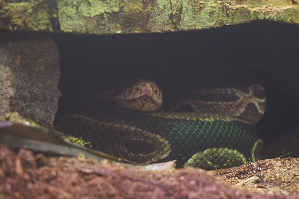 Ball Python hiding in its hide