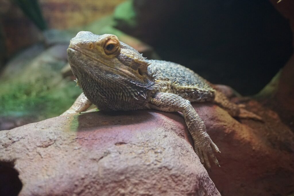 bearded dragon laying down on a rock looking up