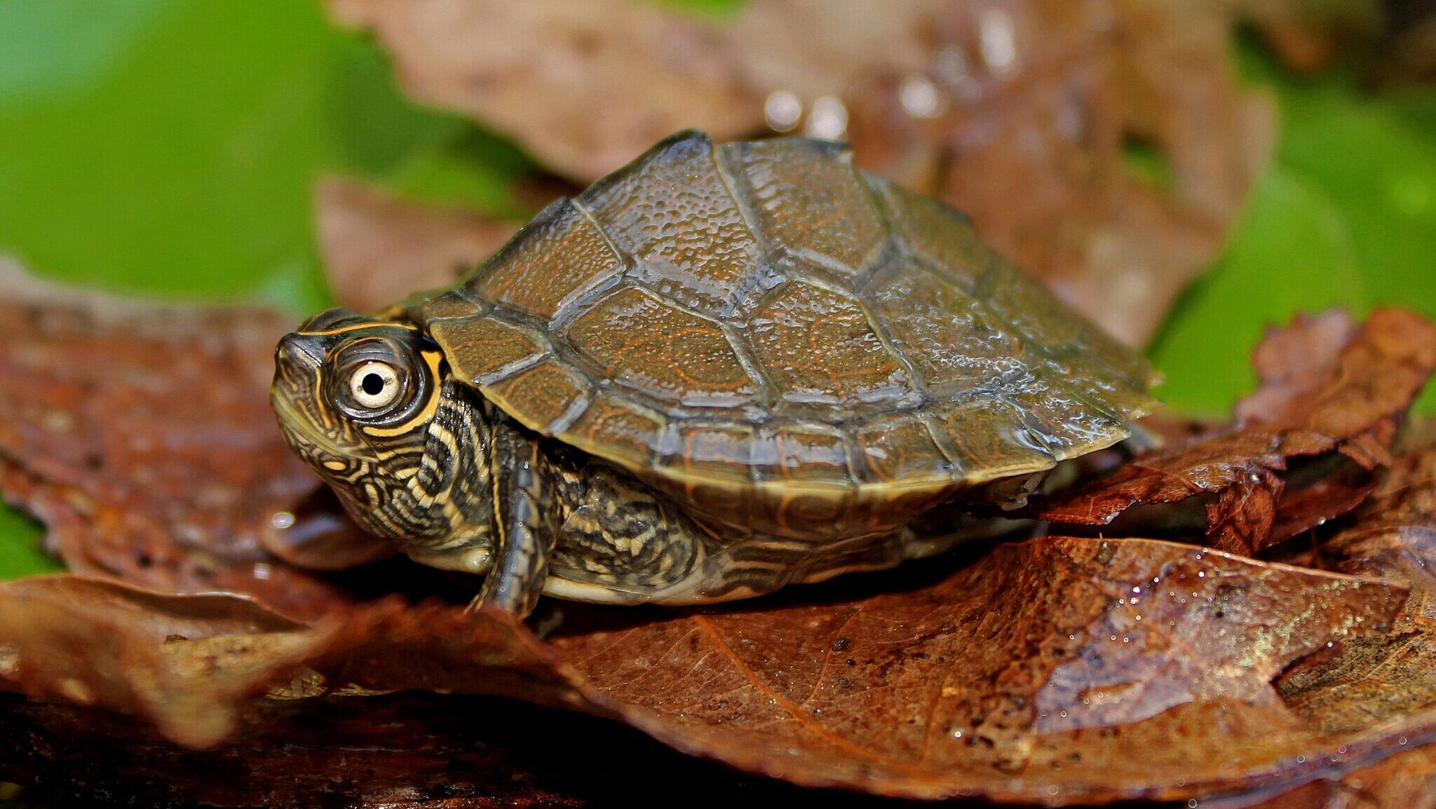 Mississippi Map Turtle