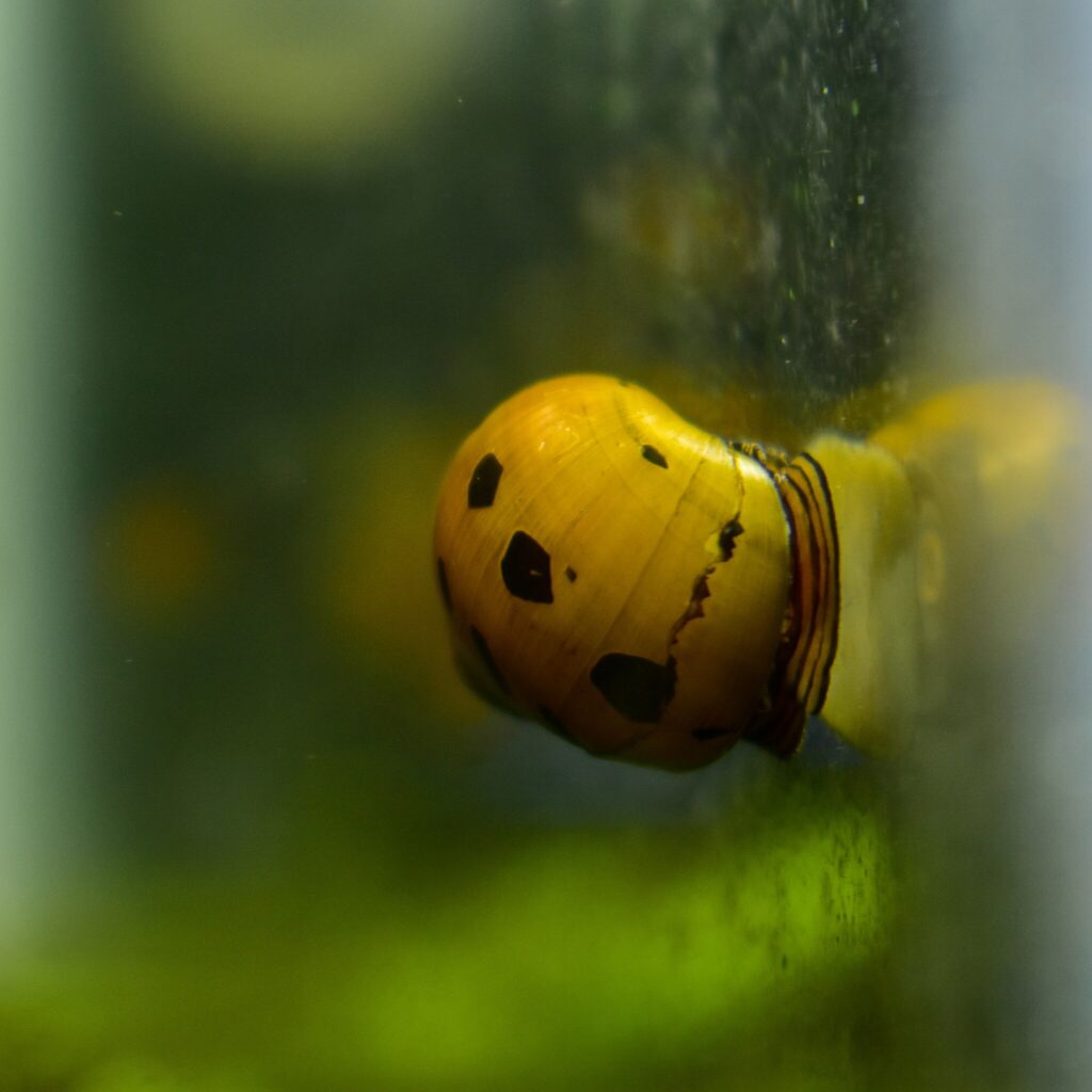 Nerite snail