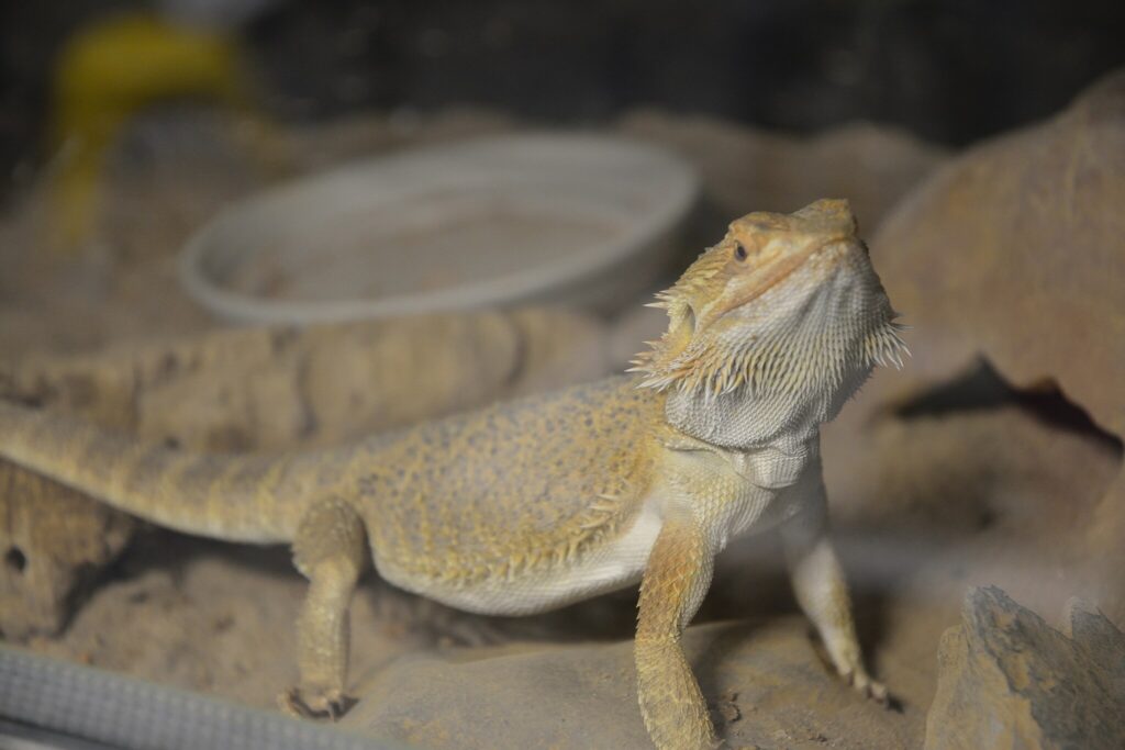 bearded dragon in front of its water dish