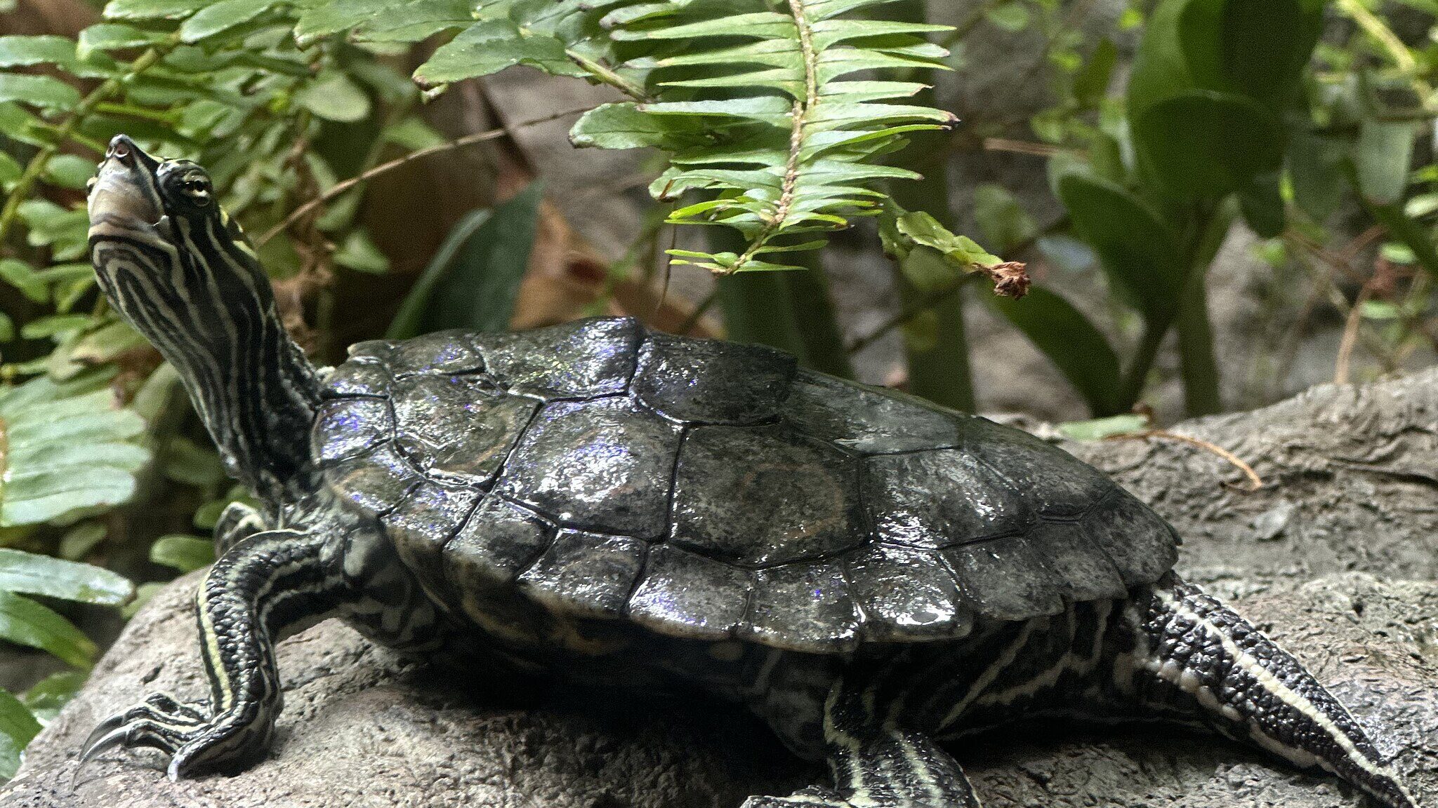 Mississippi Map Turtle surrounded by fauna