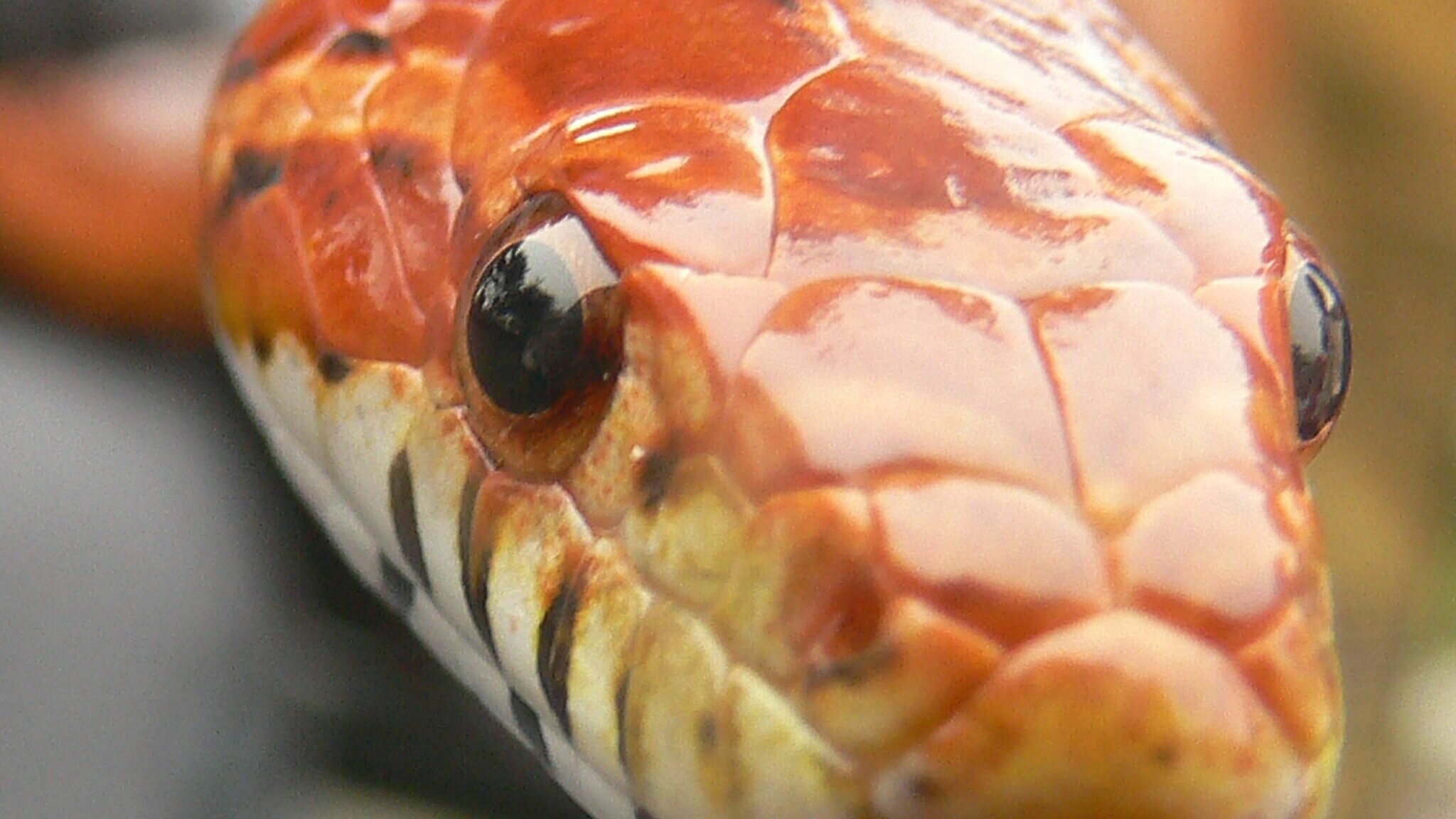 Pantherophis guttatus corn snake