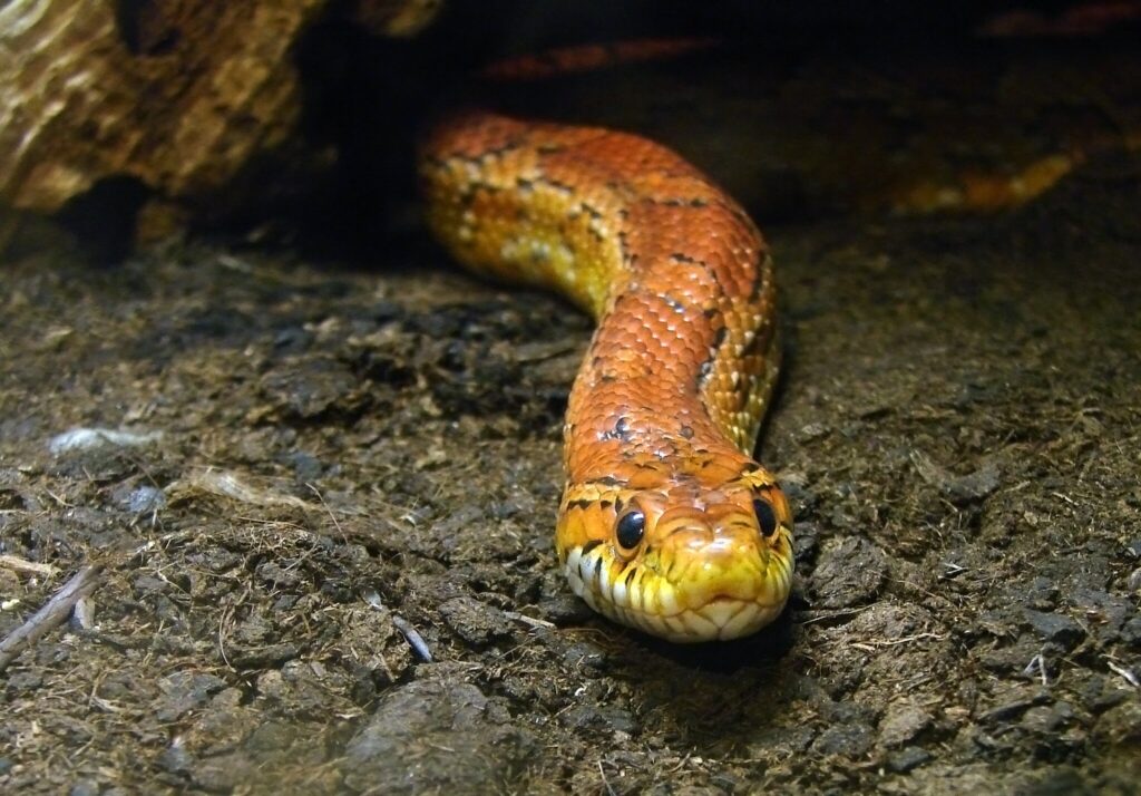 corn snake on moist substrate