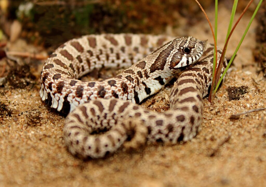 Western Hognose snake