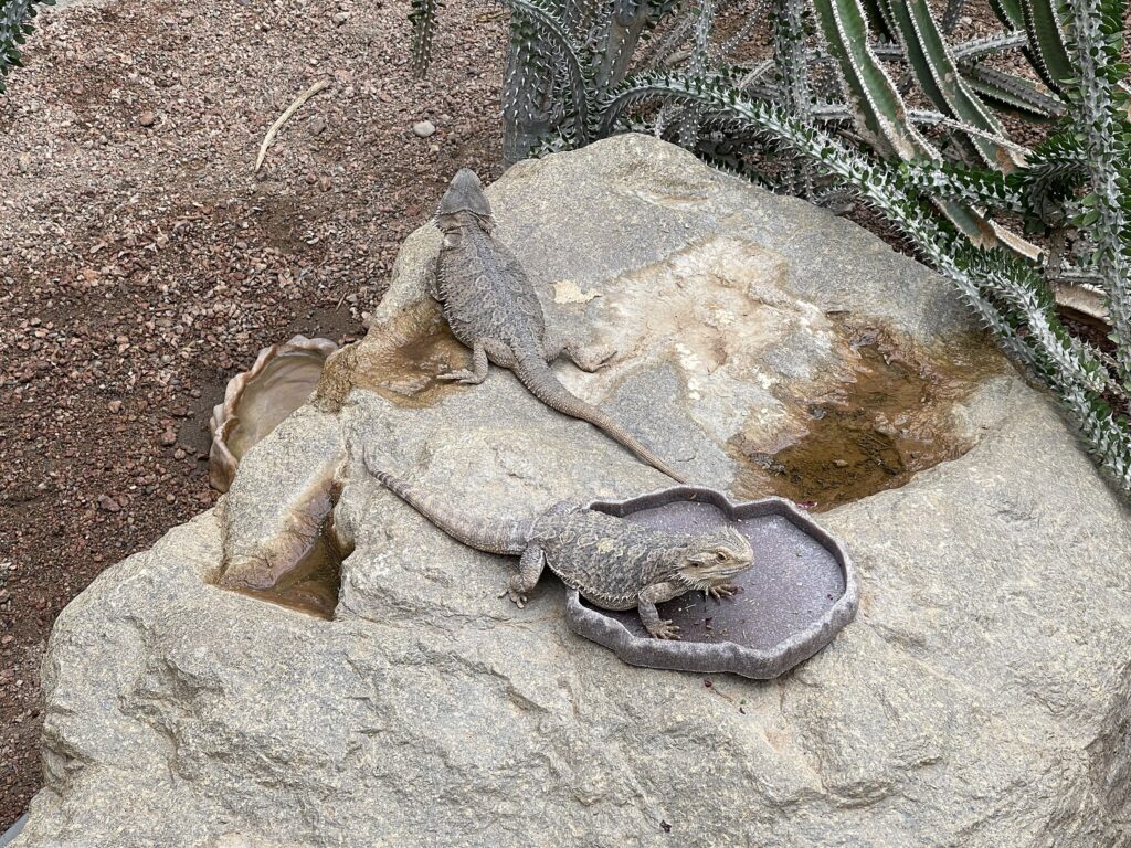 two bearded dragon near to their water dish