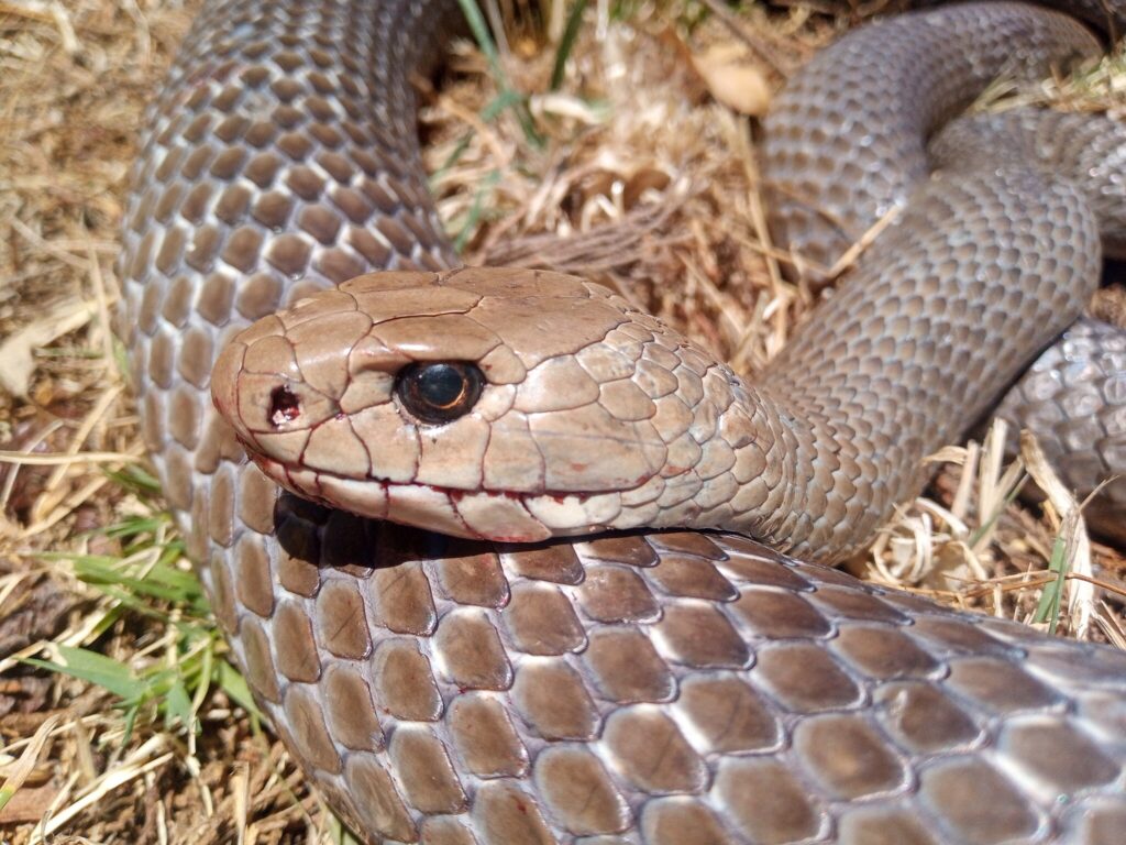 brown snake