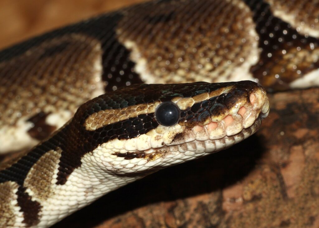 close up of a Ball Python