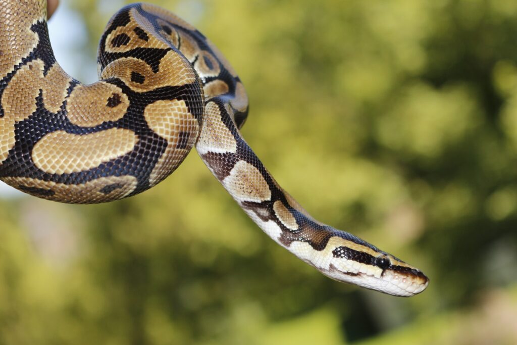 A ball python leering from a tree