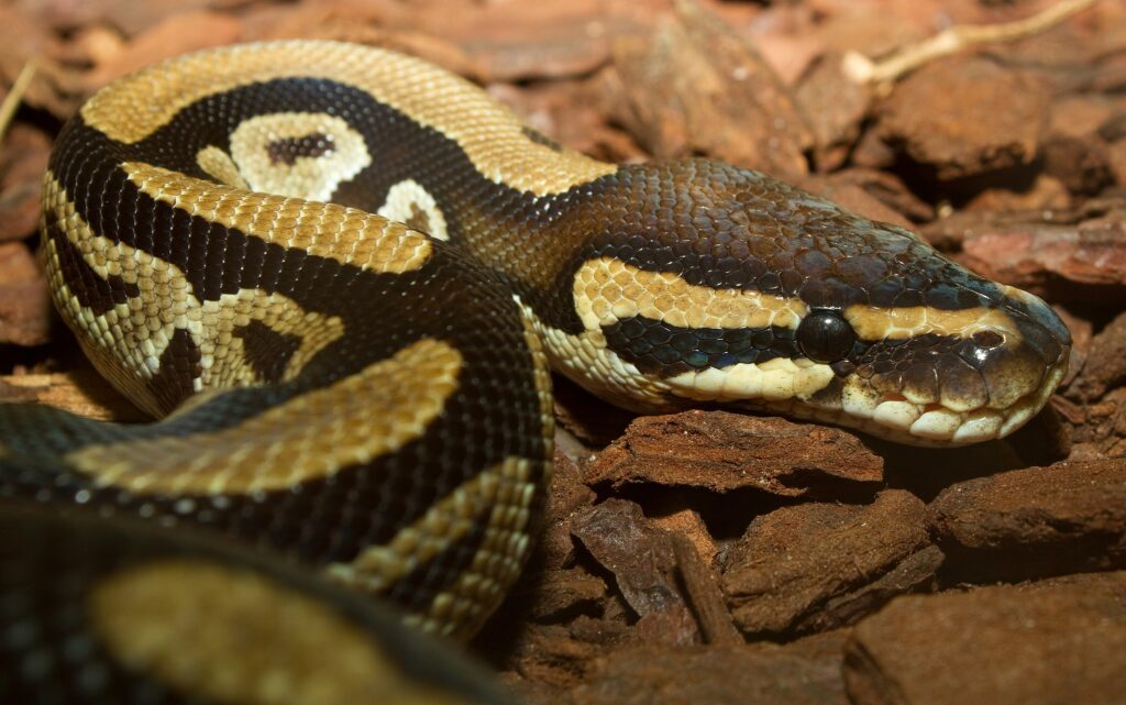 a coiled up Ball Python
