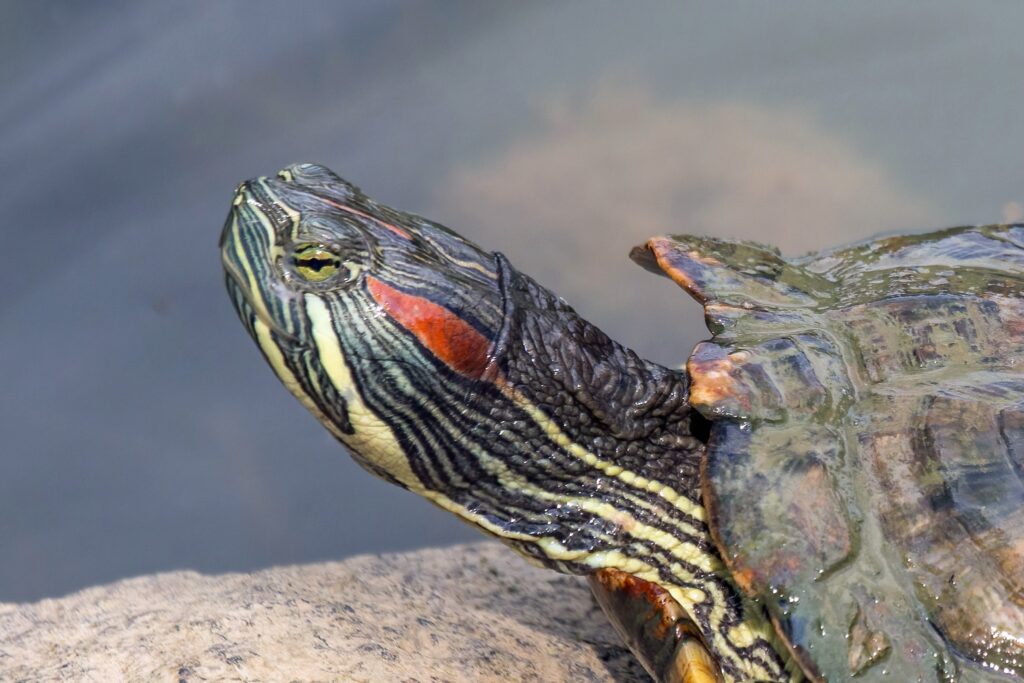 Red-eared slider turtle or the Trachemys scripta elegans