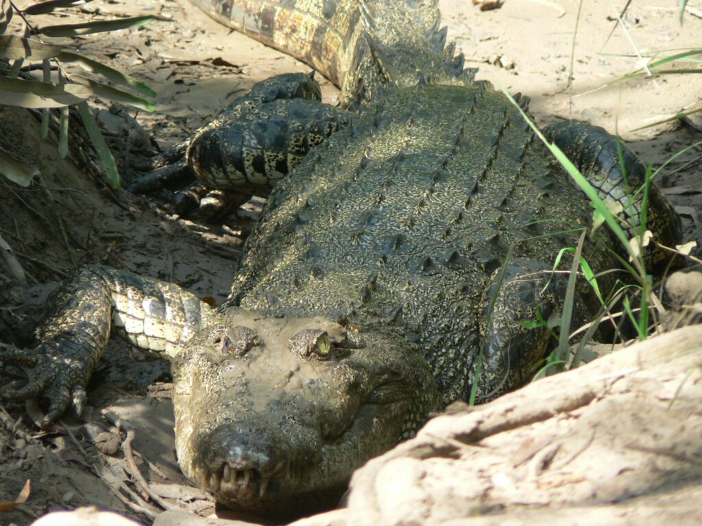 Reptile Salt Water Crocodile