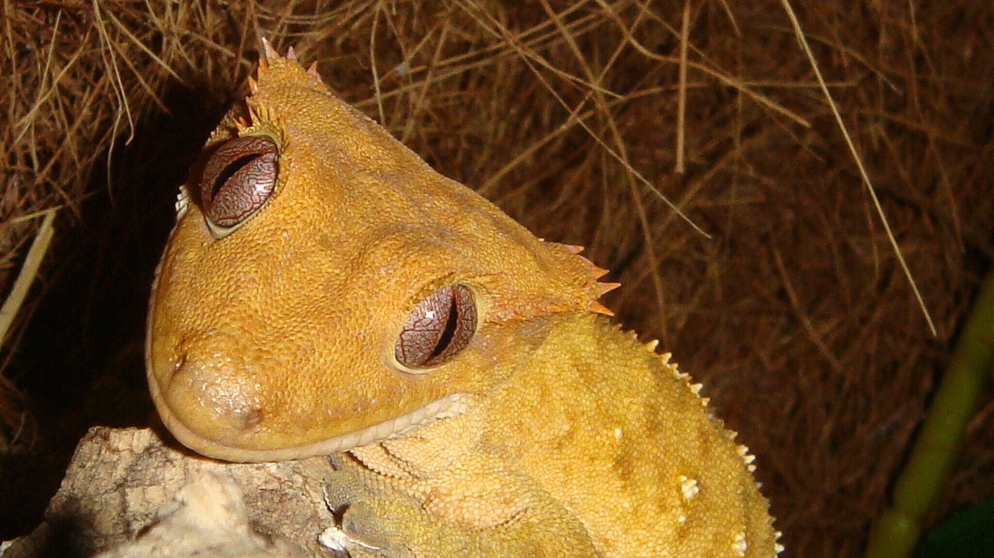 Crested gecko in its enclosure