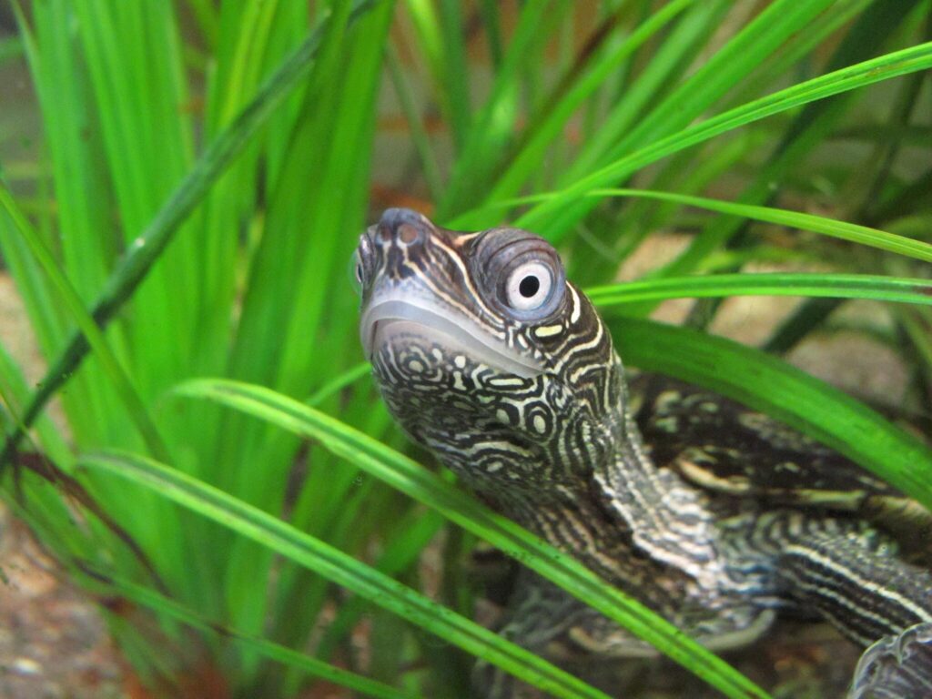 Mississippi Map Turtle in some shrubbery