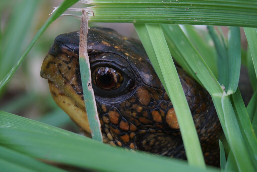 box turtle