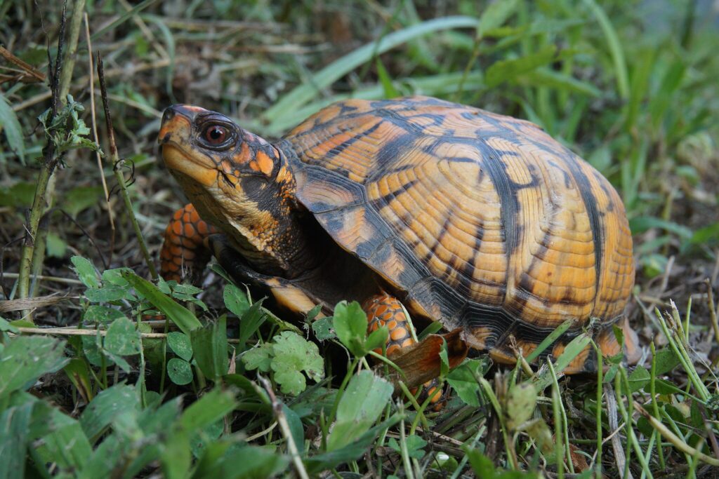 Eastern Box Turtle
