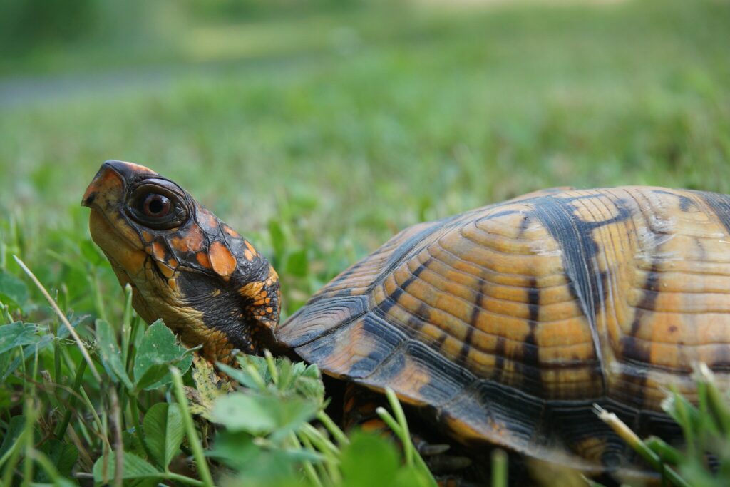 box turtle
