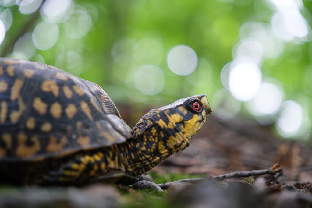 box turtle close up