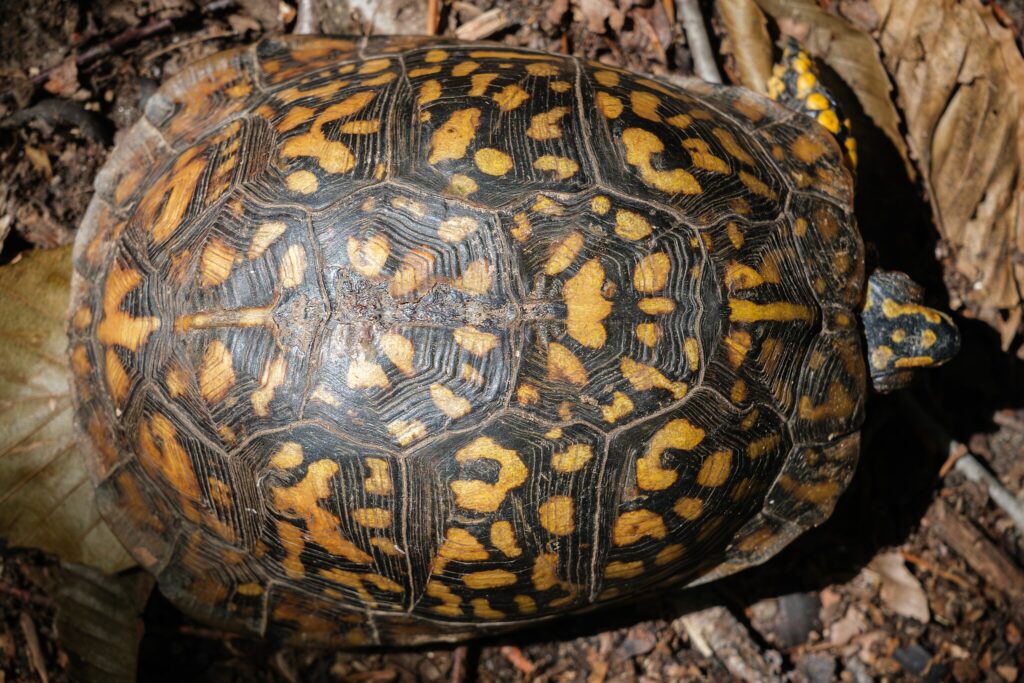 box turtle