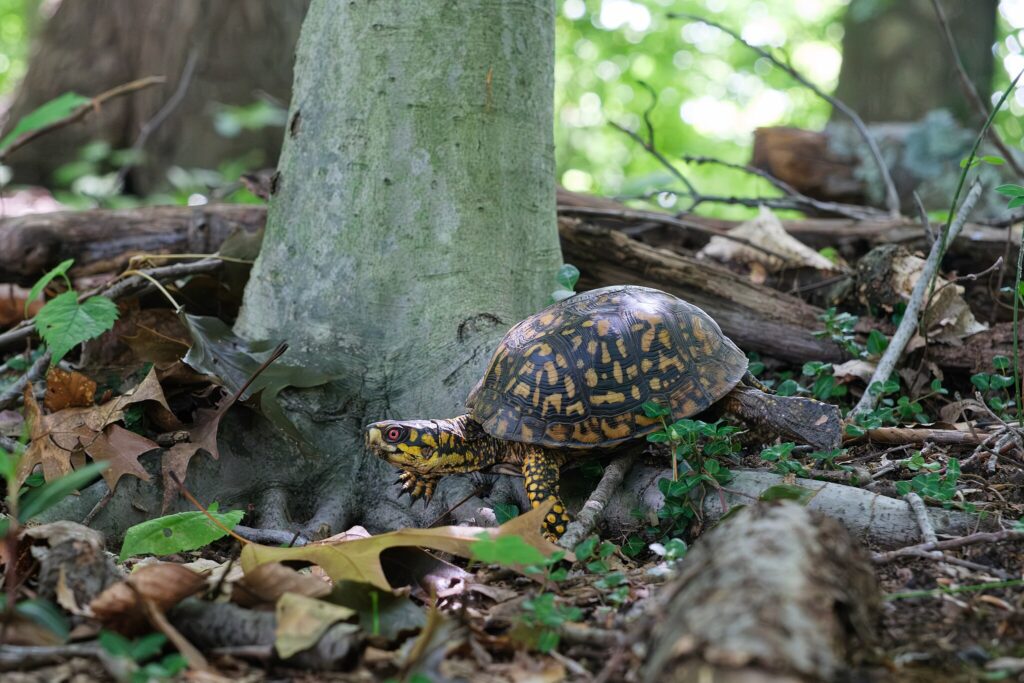 box turtle in a forest