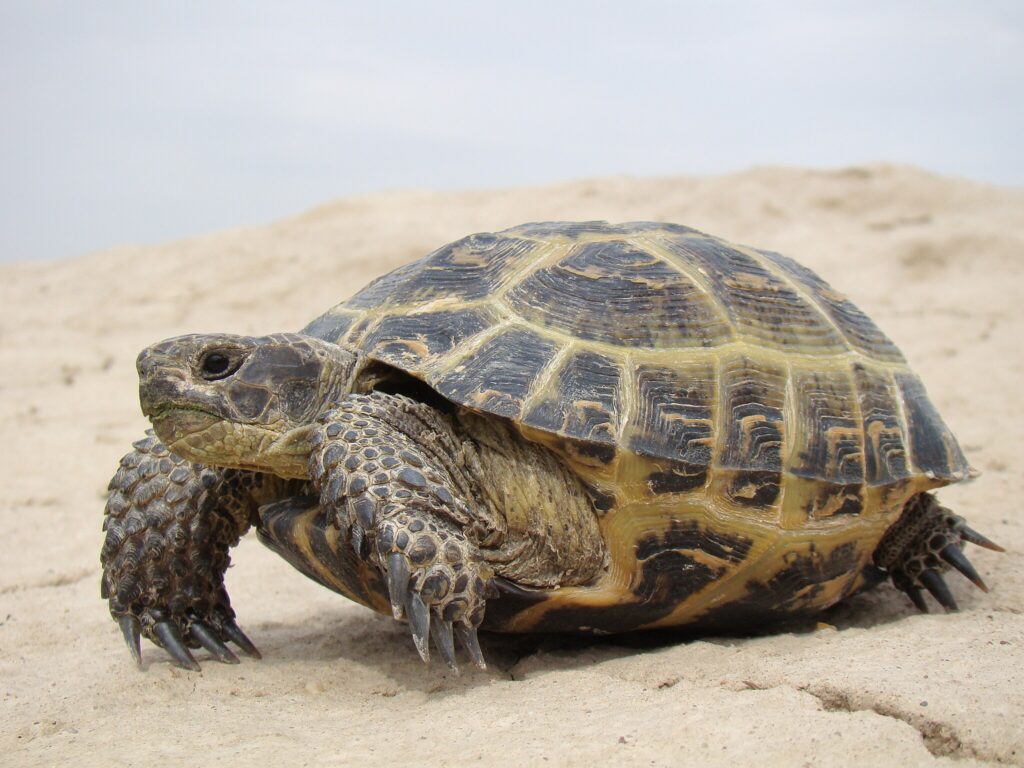Testudo horsfieldii Baikonur Russian Tortoises