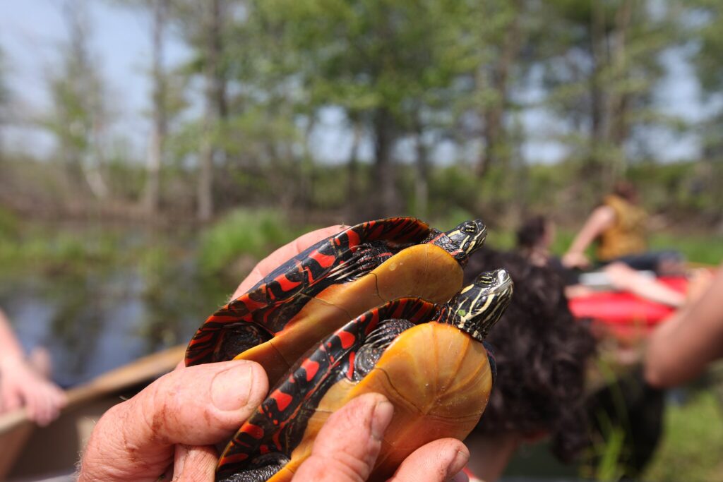 two painted turtles