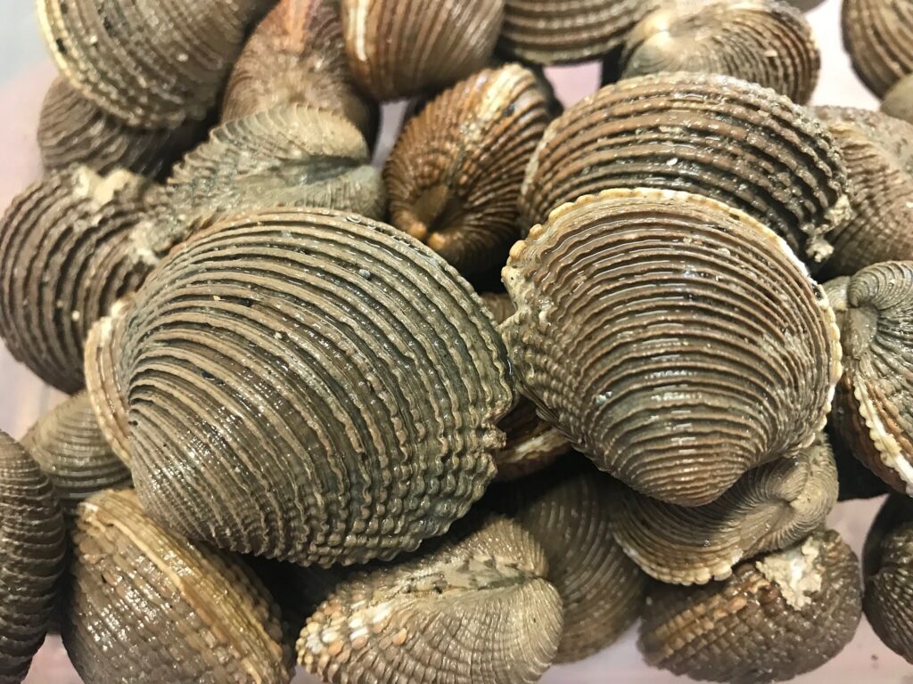 clams