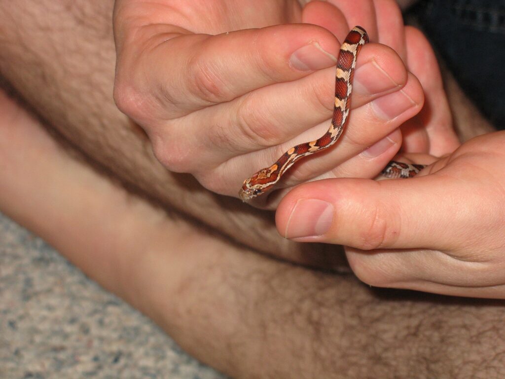 A small corn snake in a persons hands