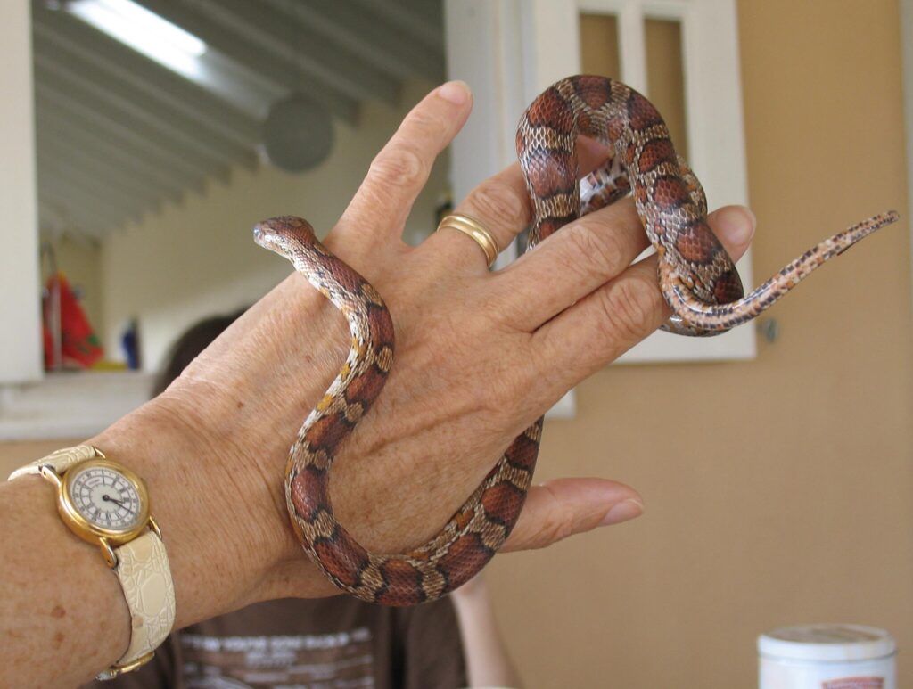 corn snake wrapped around a hand