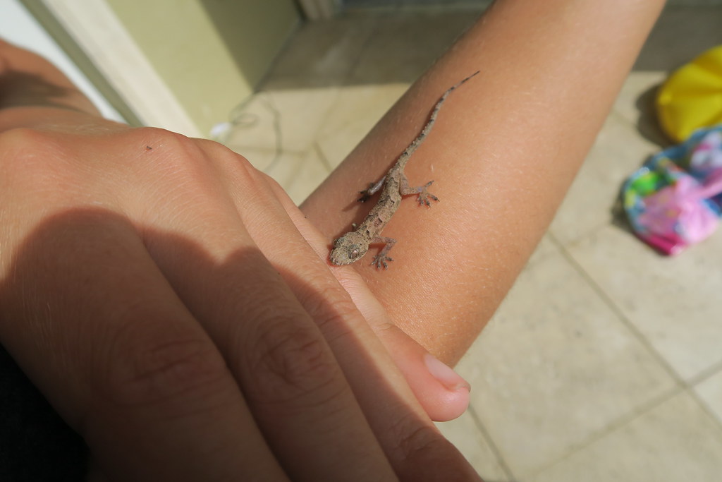 pet lizard on a persons arm